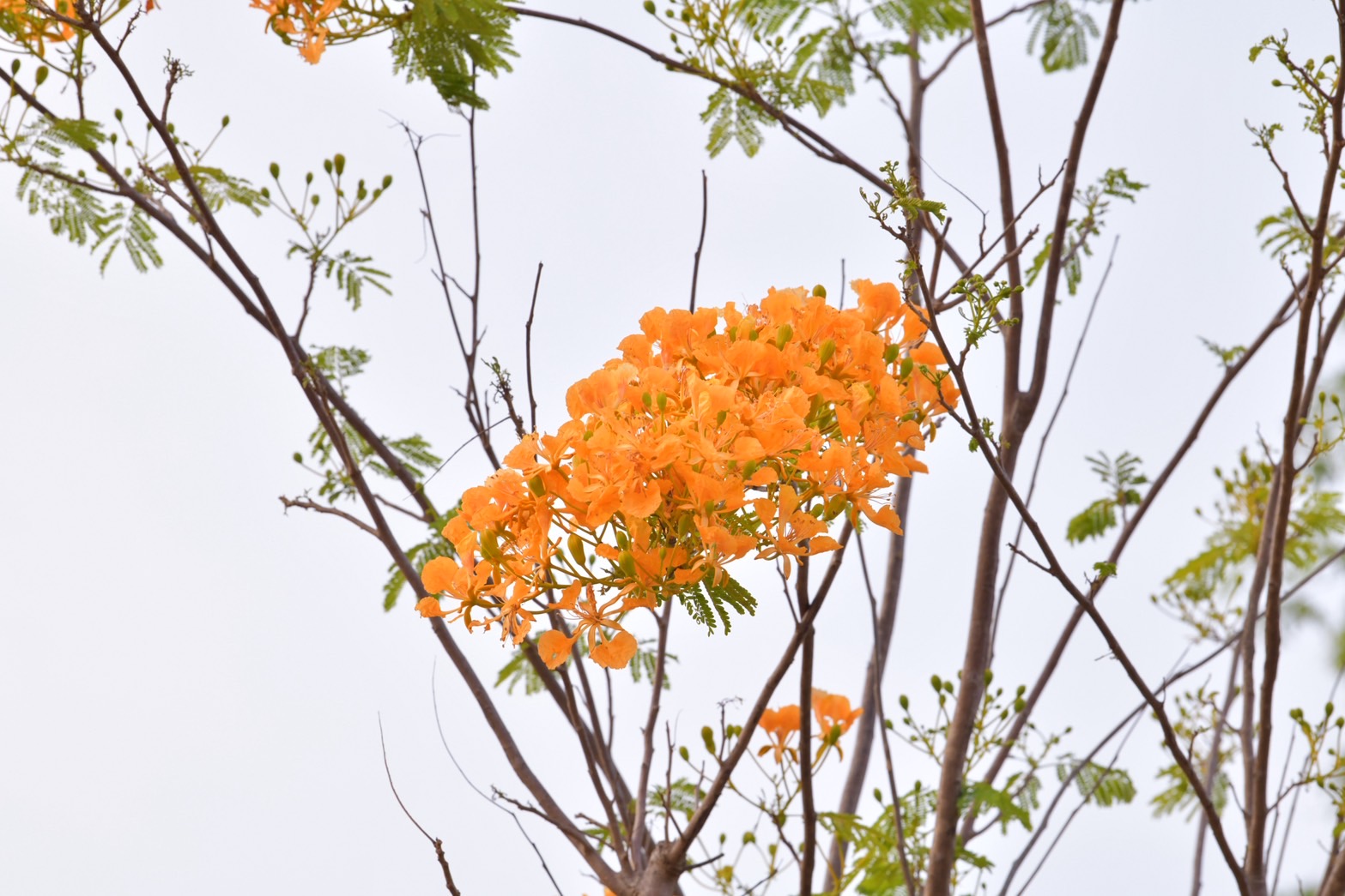 ดอกหางนกยูงฝรั่ง (3)