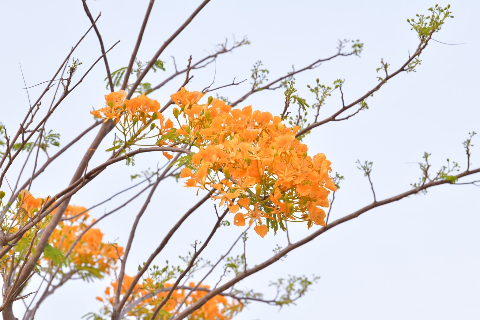ดอกหางนกยูงฝรั่ง (5)